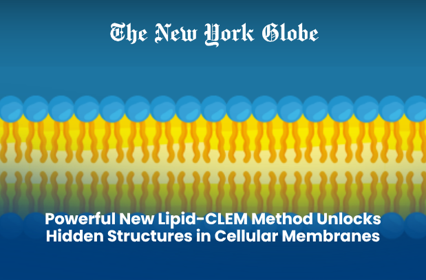  Powerful New Lipid-CLEM Method Unlocks Hidden Structures in Cellular Membranes
